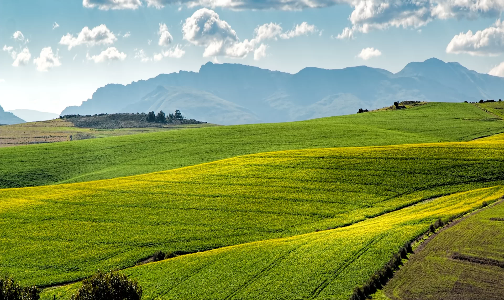 Supporting British Farmers: The Case for Buying Meat from British Producers