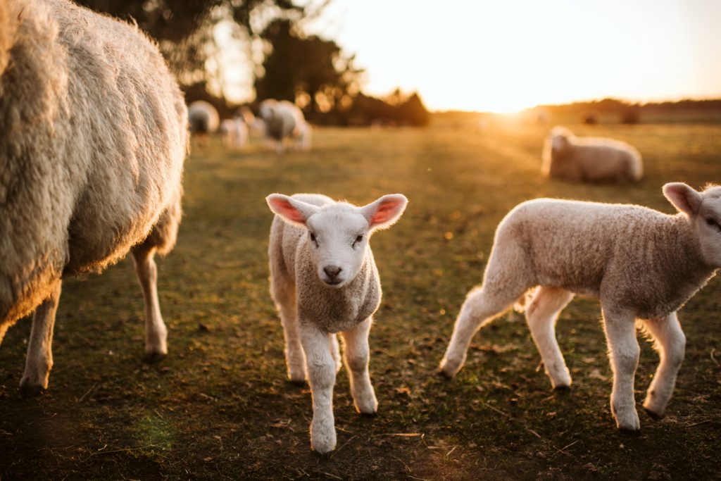 farm visits