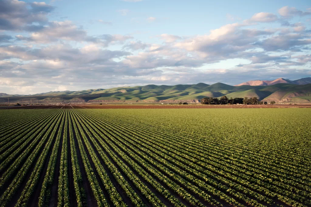 Rows of green crops stretch across a flat field under a partly cloudy sky, with rolling green hills in the background, reminiscent of the fresh produce sourced by London Restaurant Group and softly illuminated by sunlight.
