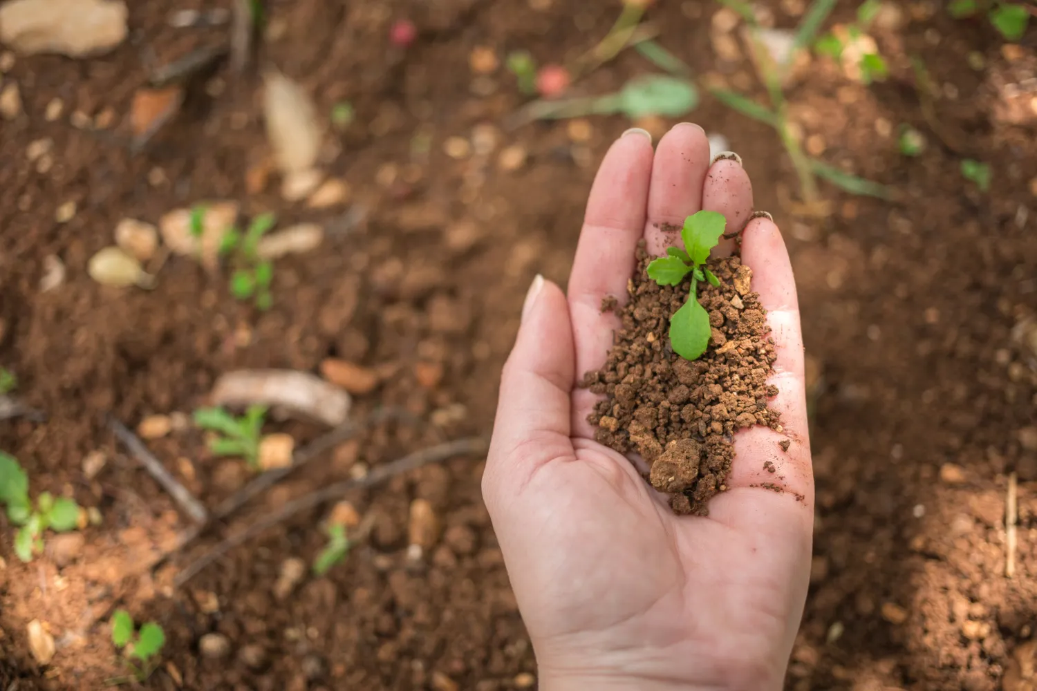 Regenerative Farming in British Foodservice: Scalable Solutions
